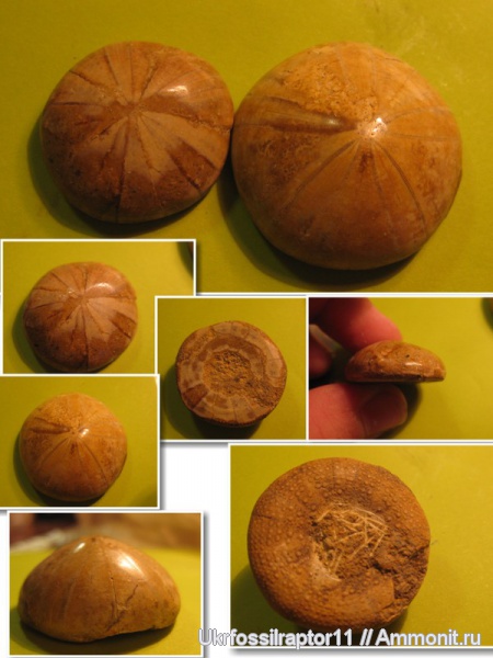 морские ежи, мел, палеоген, Мадагаскар, Cidaris, Pygurus, Plesiolampas, Cretaceous