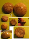 Морские ежи из Мадагаскара
