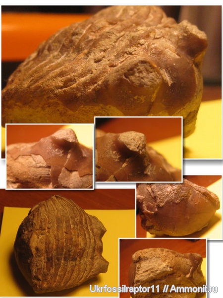 трилобиты, ордовик, Asaphus, Ленинградская область, ?, Asaphus kowalewskii, Ordovician
