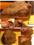 Asaphus kotlukovi Balashova