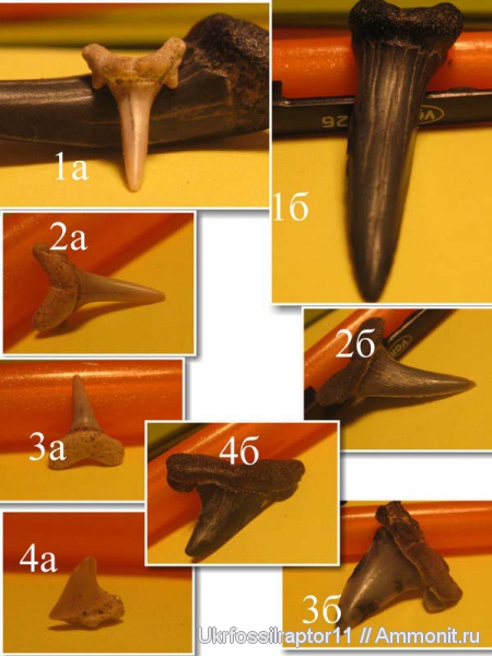 мел, палеоген, Eostriatolamia, Striatolamia, Киев, Odontaspididae, Cretaceous
