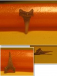 Eostriatolamia