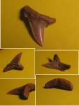 Боковой Hypotodus cf. verticalis