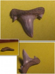 Боковой  Isurolamna affinis