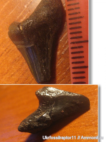 эоцен, ?, Киев, Otodontidae