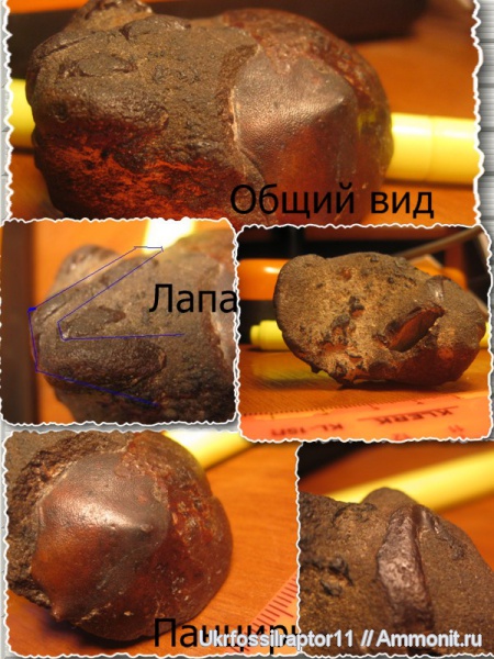 эоцен, ракообразные, Xanthopsis, крабы, Киев, Arthropoda, Zanthopsis, Zanthopsis leachi, Crustacea