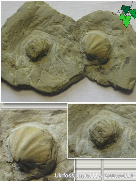 брахиоподы, силур, Silurian, Spiriferida, Howellella, Howellella bragensis, Смотрич, Spiriferinidae