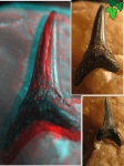 Зуб cf.Hypotodus(стерео)