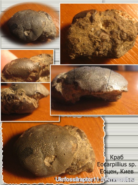 эоцен, крабы, Киев, Eocarpillius