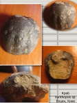 Краб Xanthopsis(Zanthopsis) cf. nodosa