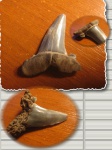 Большой боковой Striatolamia