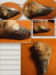 Otodus obliquus