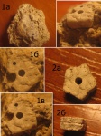 Pentacrinus sp.