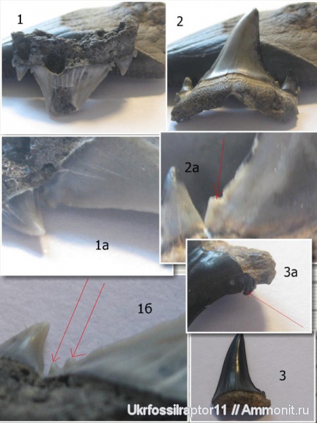 зубы, эоцен, акулы, зубы акул, Elasmobranchii, Jaekelotodus, Киев, Lamniformes, приабон, Odontaspididae, Jaekelotodus trigonalis, teeth, shark teeth, sharks