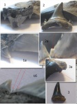 Дополнительные зубцы на Jaekelotodus trigonalis Дополнительные зубцы на Jaekelotodus trigonalis