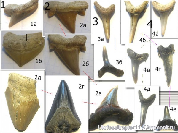 зубы, эоцен, Марокко, Squalicorax, Eostriatolamia, Carcharocles, Elasmobranchii, Odontaspis, Otodus, Striatolamia, Киев, Lamniformes, Carcharias, Odontaspididae, Anomotodon, Mitsukurinidae, Anacoracidae, Otodontidae, Paleoanacorax, teeth