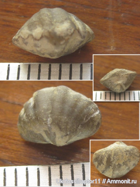 силур, Silurian, Spiriferida, Howellella, Howellella bragensis, Смотрич, Spiriferinidae