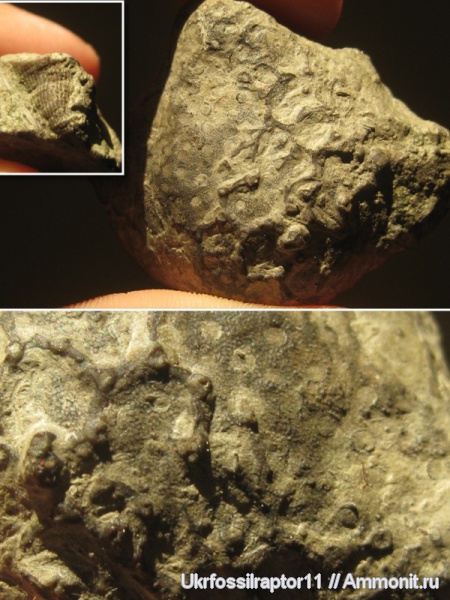 силур, кораллы, Silurian, Aulopora, табуляты, Смотрич, Rugosa, обрастание, Heliolites, Auloporida, Epizoans
