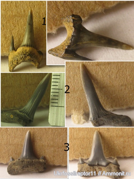 зубы, эоцен, акулы, зубы акул, Odontaspis, Киев, Odontaspididae, Anomotodon, Isurolamna, Mitsukurinidae, Isurolamna affinis, teeth, shark teeth, sharks