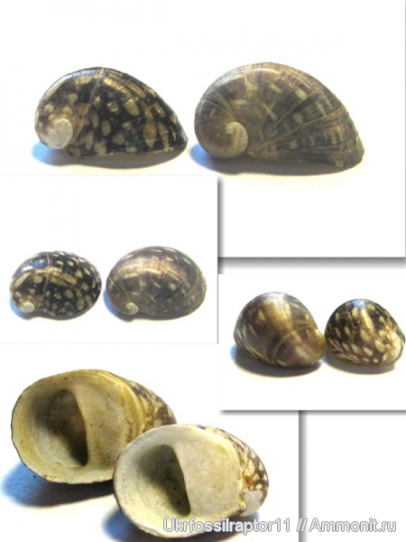 гастроподы, эоцен, прижизненная окраска, Киев, Nerita