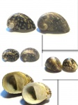 Nerita sp. с прижизненной окраской