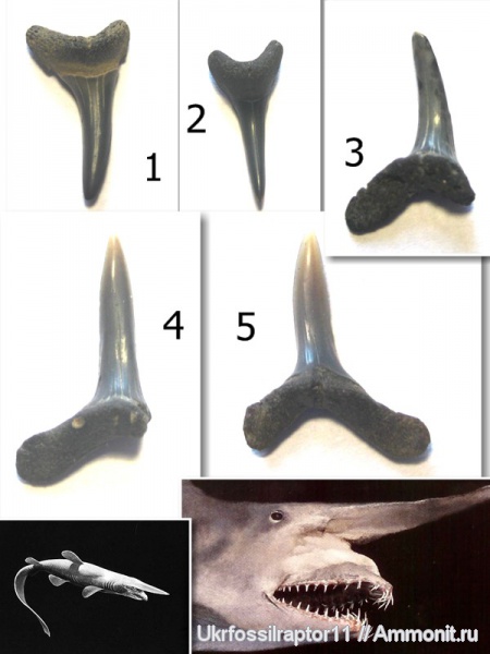 зубы, эоцен, акулы, зубы акул, Elasmobranchii, Киев, Lamniformes, Anomotodon, Mitsukurinidae, teeth, shark teeth, sharks