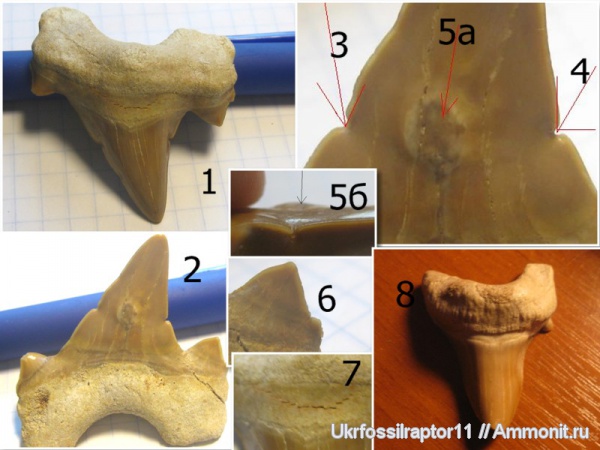 эоцен, Марокко, Elasmobranchii, Otodus, Lamniformes, Otodus obliquus, Otodontidae