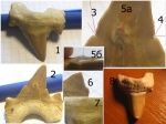 Otodus obliquus с пятью патологиями Otodus obliquus с пятью патологиями