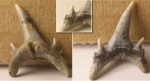 "Odontaspis sp." с хорошо сохранившимися боковыми зубцами
