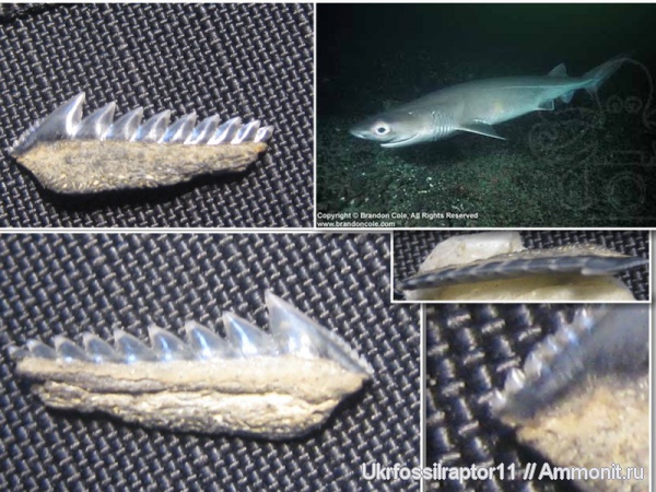 зубы, эоцен, акулы, зубы акул, Elasmobranchii, Киев, Hexanchus, Hexanchiformes, teeth, shark teeth, sharks
