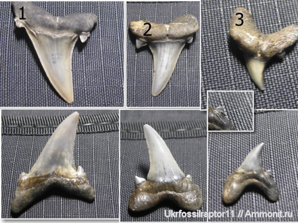 зубы, эоцен, акулы, зубы акул, Elasmobranchii, Striatolamia, Киев, Striatolamia macrota, Lamniformes, Odontaspididae, Hypotodus, teeth, shark teeth, sharks