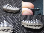 Hexanchus microdon Hexanchus microdon