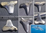 Macrorhizodus praecursor
