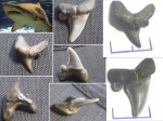Необычные зубы Striatolamia macrota Необычные зубы Striatolamia macrota