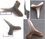 Anomotodon sheppeyensis