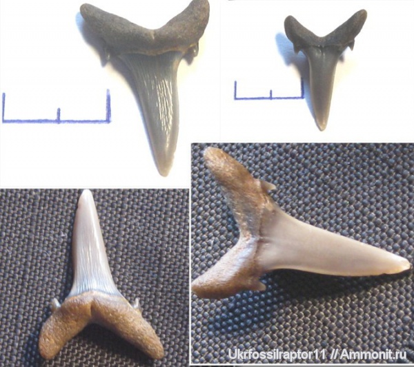 зубы, эоцен, акулы, зубы акул, Elasmobranchii, Киев, Odontaspididae, Sylvestrilamia, Sylvestrilamia teretidens, teeth, shark teeth, sharks