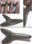Крупная Striatolamia macrota Крупная Striatolamia macrota