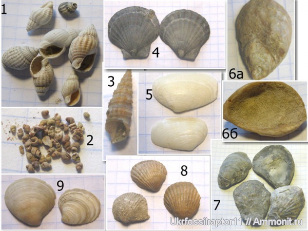 гастроподы, двустворки, ?, плиоцен, Cardiidae, Ostrea, Cerithium, Pecten, Cardium, Ostreidae, Isognomon, Veneridae, Pectinidae, Nassidae, Cerithiidae, Tellina, Tellinidae