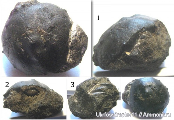 эоцен, Xanthopsis, крабы, Киев, Xanthopsidae