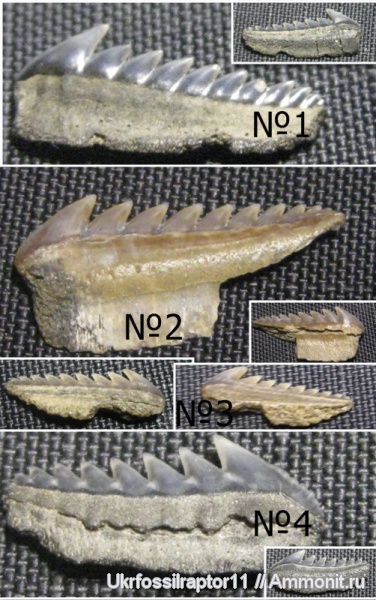 зубы, эоцен, акулы, зубы акул, Elasmobranchii, Киев, Hexanchus, Hexanchiformes, teeth, shark teeth, sharks