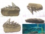 Notorhynchus sp.