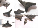 Новая Squatina