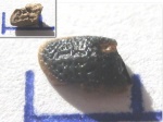 Heterodontus sp.
