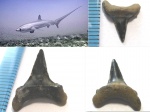 Alopias sp.