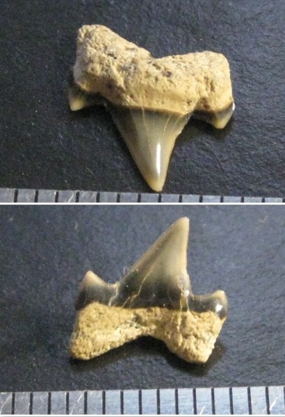 мел, акулы, альб, Cretalamna, зубы акул, Albian, Cretaceous, shark teeth, sharks