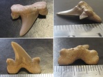 Cretalamna appendiculata 2