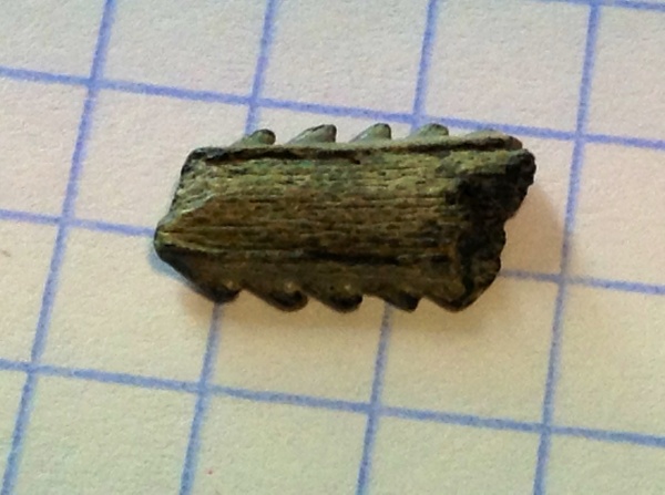эоцен, скаты, Elasmobranchii, Киев, Myliobatiformes