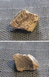 Ischyodus sp.