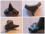 Synechodus