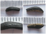 Heterodontus sp.